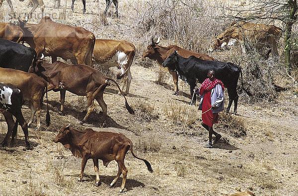 Mann hüten Kühe im Feld  Kenia