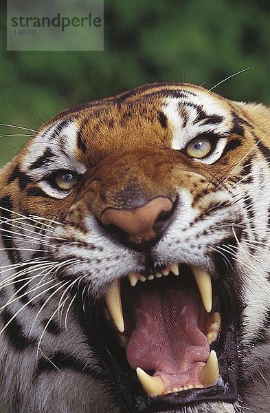 Nahaufnahme des Bengal-Tigers (Panthera Tigris) mit einem wütenden Knurren  Indien