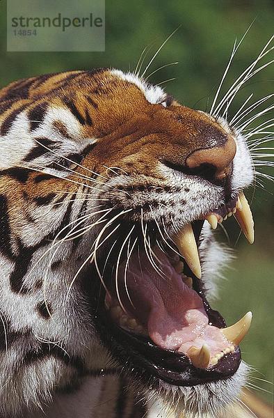 Nahaufnahme des Bengal-Tigers (Panthera Tigris) mit einem wütenden Knurren  Indien