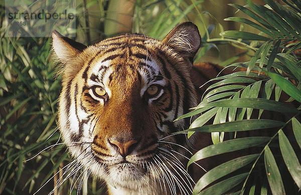 Nahaufnahme der Tiger (Panthera Tigris) hinter Bambuspflanzen peering