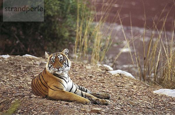 Tiger (Panthera Tigris) am Ufer des kleinen See  Ranthambore Nationalpark  Rajasthan  Indien