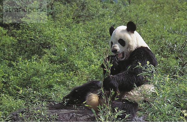 großer Panda (Ailuropoda Melanoleuca) im Wald  Wolong National Nature Reserve  Provinz Sichuan  China