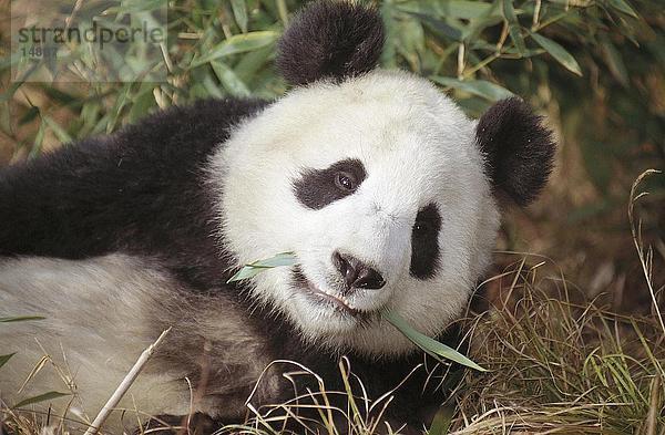 Naturschutzgebiet Wald Close-up China Sichuan Panda