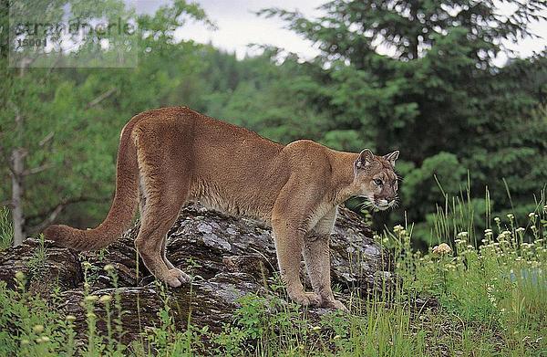 Weibliche Puma (Puma Concolor) stehend auf Rock  Montana  USA