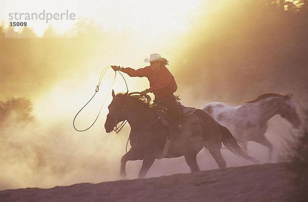 Cowgirl Reiten Pferd  Oregon  Usa