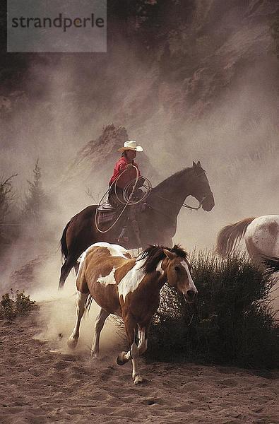 Cowgirl Aufrundung Pferde im Feld  Oregon  USA