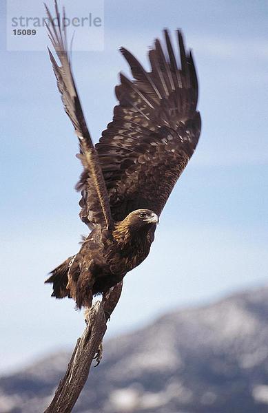 Vereinigte Staaten von Amerika USA Steinadler Aquila chrysaetos fliegen fliegt fliegend Flug Flüge Colorado