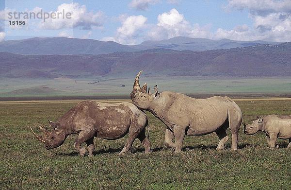 Zwei Black Rhinoceros (Diceros Bicornis) gehen mit ihrer Cub im Wald  Ngorongoro-Krater  Tansania
