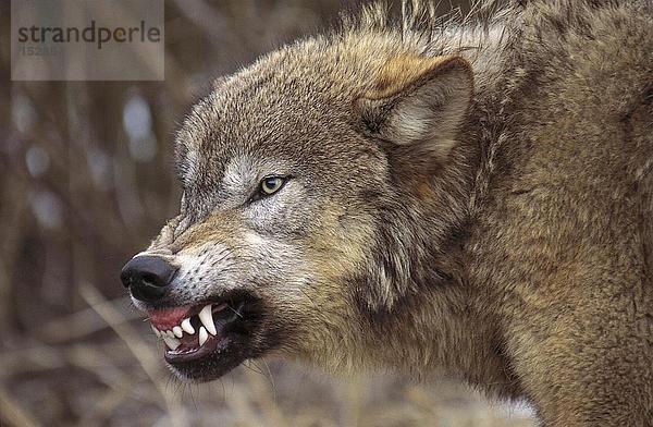 Vereinigte Staaten von Amerika USA Grauwolf Canis lupus pambasileus Close-up knurren