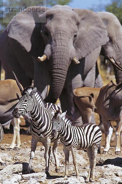 Burchell die Zebras (Equus Quagga selloana)) mit seiner Fohlen an afrikanischen Elefanten (Loxodonta Africana)  ständigen Etosha National Park  Namibia