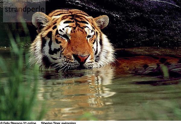 Sibirischer Tiger (Panthera Tigris Altaica) in river