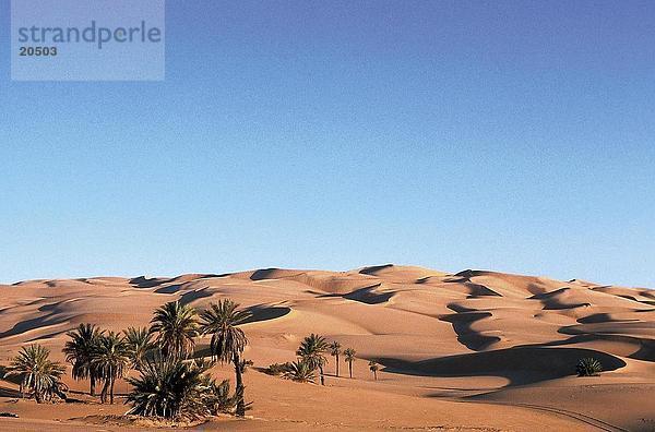 Palmen und sand Dünen in der Wüste  Sahara-Wüste  Libyen