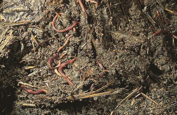 Regenwürmer in Kompost