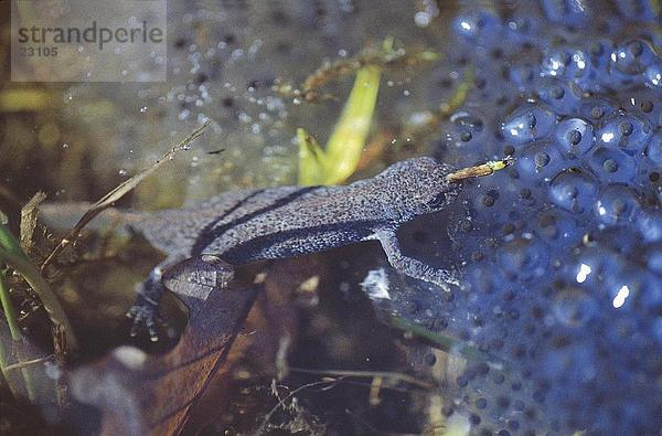 Weibliche Blue Newt (Triturus Alpestris) mit Spawn im Teich