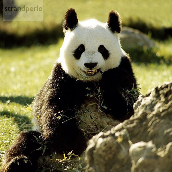 Nahaufnahme-großer Panda (Ailuropoda Melanoleuca) im Feld