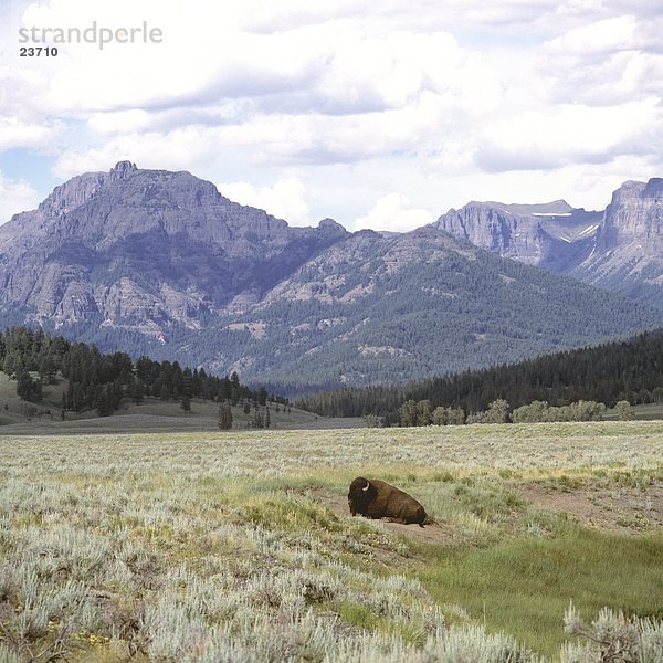 Bison im Wald  Yellowstone National Park  Wyoming  USA