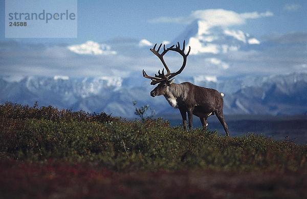 Caribou (Rangifer Tarandus) Rentier Standing im Feld  Mt McKinley  Denali National Park  Alaska  USA