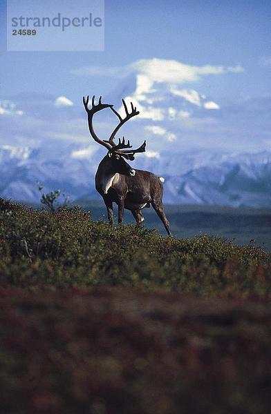 Caribou (Rangifer Tarandus) Rentier Standing im Feld  Mt McKinley  Denali National Park  Alaska  USA