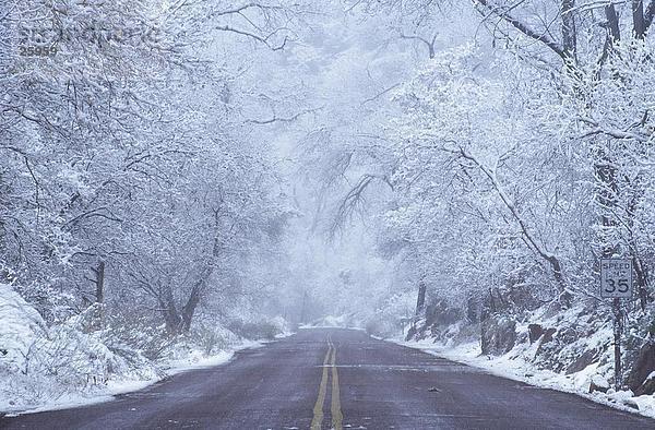 Schneebedeckte Bäume entlang der Straßen  Zion National Park  Utah  USA