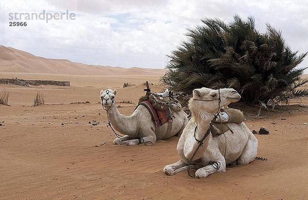 Zwei Kamele Ausruhen im Wüste  Oasis  Mandara Seen  Sahara-Wüste  Libyen