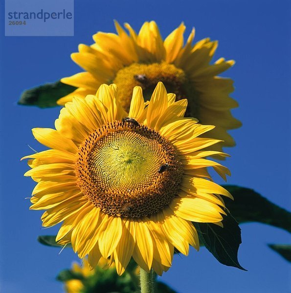 Nahaufnahme der Sonnenblume (Heliantus Annuus) gegen blauen Himmel
