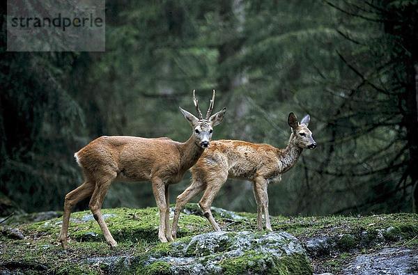 Zwei Reh (Capreolus Capreolus) walking im Wald