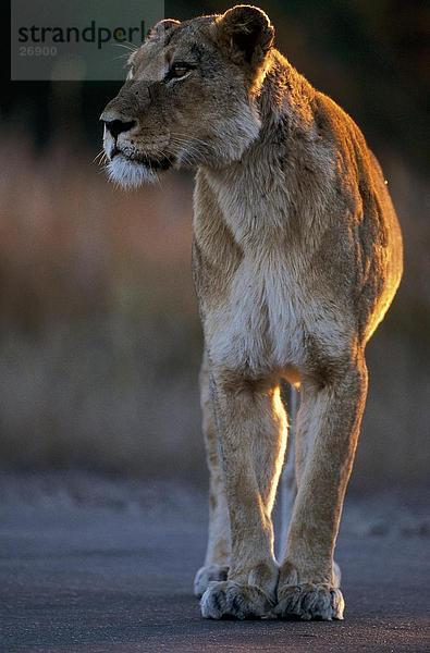 Löwin (Panthera Leo) stehen im Wald