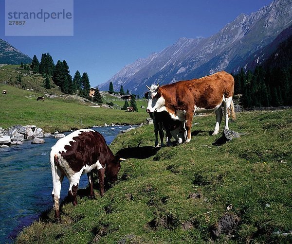 Drei Kühe Standing in Wiese in der Nähe von Bach  Unlassalm  Krimmler Achental  National Park Hohe Tauern  Salzburg  Österreich