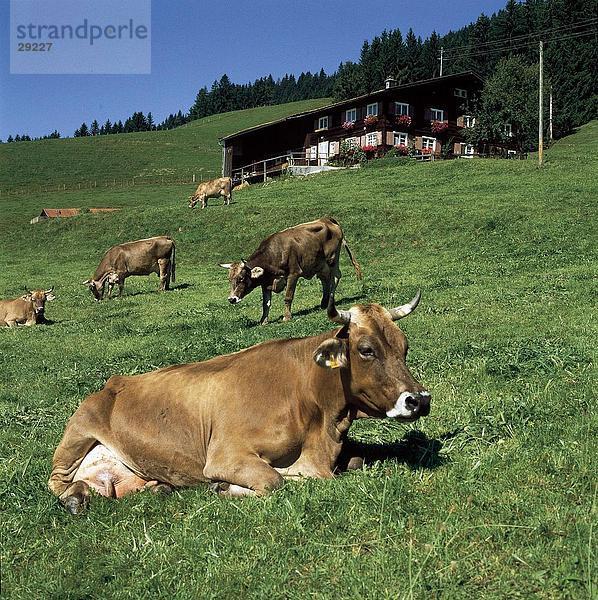 Kühe im Feld  Witenau  Allgäu  Schwaben  Deutschland
