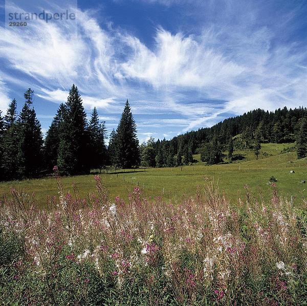 Tanne Bäume (Abies) im Wald  Oberstdorf  Allgäu  Bayern  Deutschland