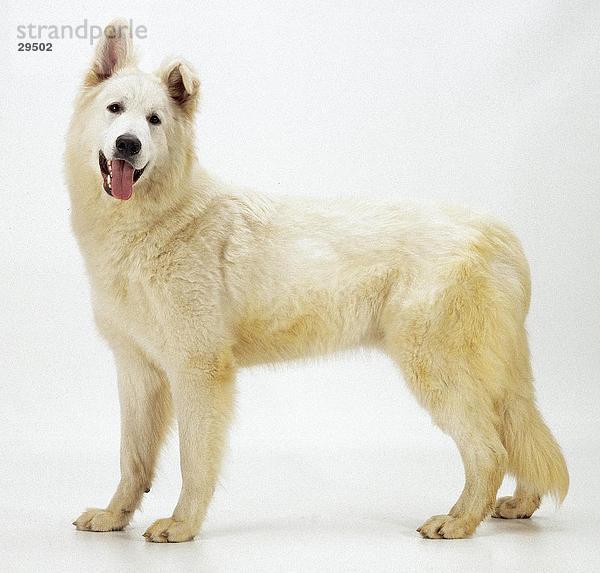 Nahaufnahme des weißen amerikanischen Schäferhund Standing against white background