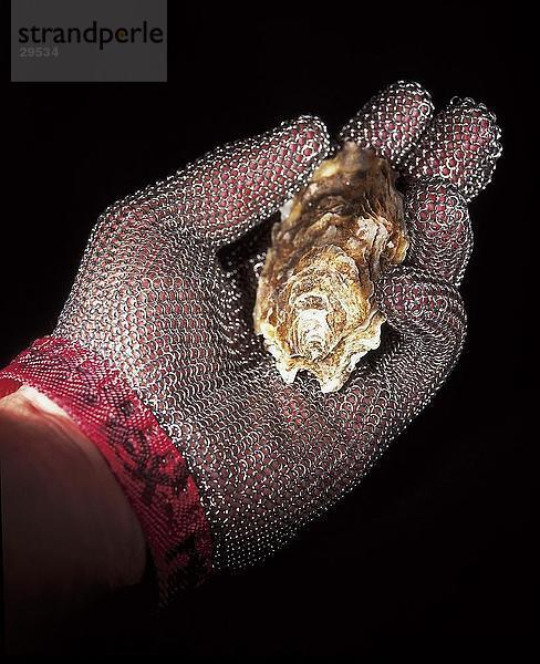 Nahaufnahme der Person  die Hand in Metallkette Handschuhe hält oyster