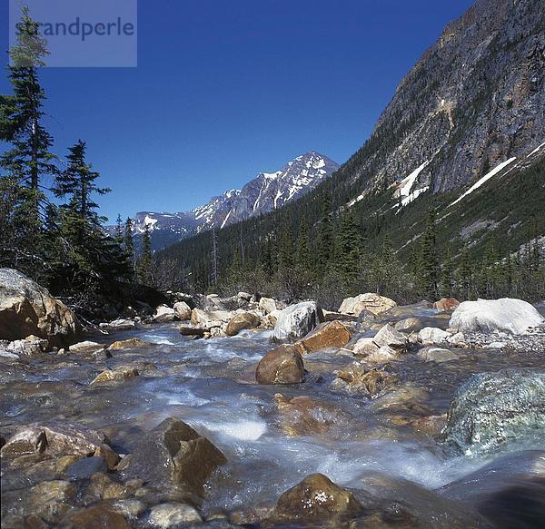 Fluss  der durch Wald  Alberta  Kanada