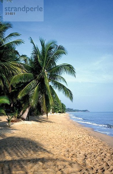 Palmen am Strand  Maenam Beach  Ko Samui  Provinz Surat Thani  Thailand