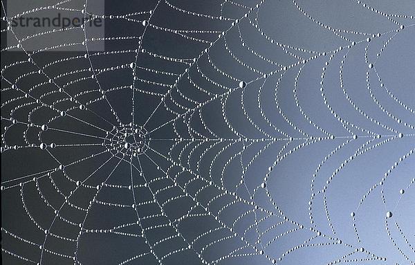 Nahaufnahme der Tautropfen auf Spinnennetz