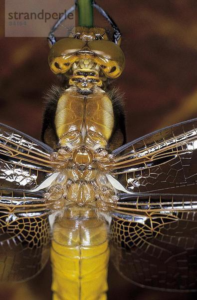 Nahaufnahme der Broad-bodied Chaser (Libellula Depressa) dragonfly