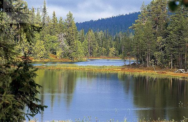 Bäume entlang Lake  Muddus Nationalpark  Schweden  Lappland  Scandinavia
