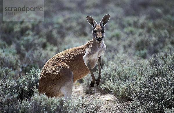 Rotes Riesenkänguru (Macropus Rufus) im Feld  New South Wales  Australien