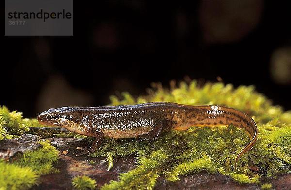 Nahaufnahme der Teichmolch (Triturus Vulgaris) auf Gras  Deutschland