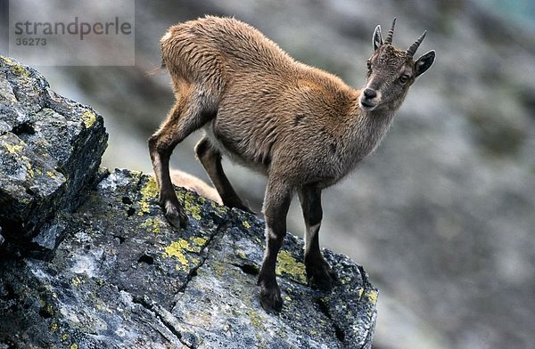 Gämse (Rupicapra Rupicapra) stehend auf Berg