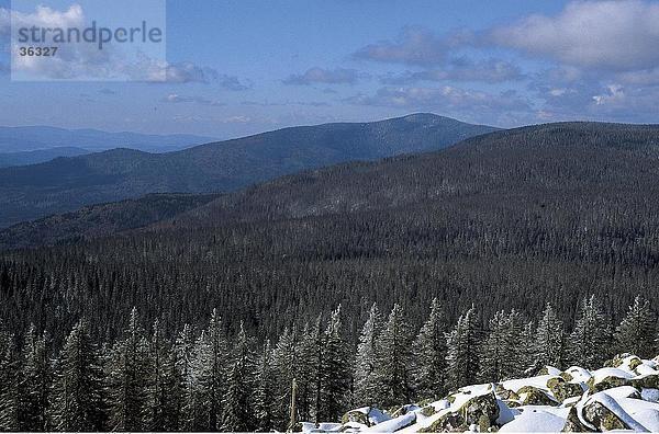 Nadelbäume im Wald  Nationalpark Bayerischer Wald  Bayern  Deutschland