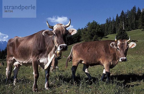 Zwei Kühe Standing im Feld  Savognin  Graubünden  Schweiz