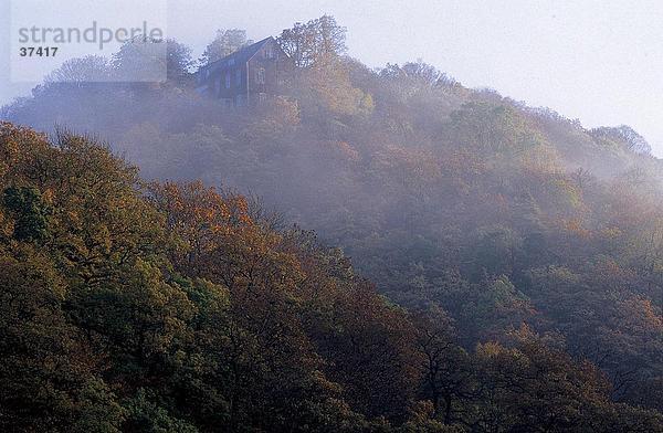 Nebel abgedeckt Bäume im Wald  Selketal  Harz  Sachsen-Anhalt  Deutschland