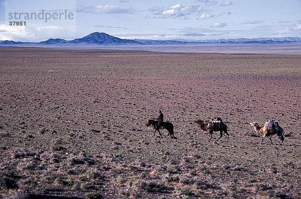 Person Pferd mit Kamele hinter  Mongolei Reiten