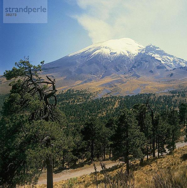 Bäume mit Vulkan im Hintergrund  Vulkan Popocatepetl  Mexiko