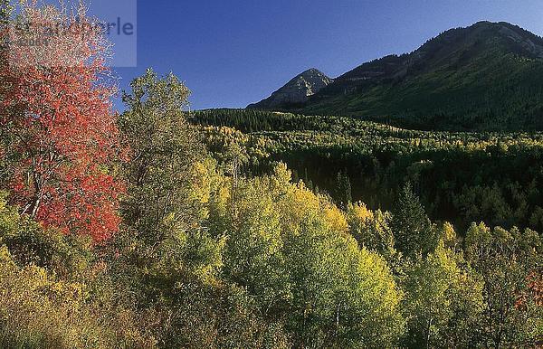 Bäume im Wald  Alpenrundweg  Sundance  Utah  USA