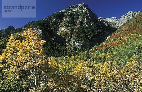 Herbstliche Bäume im Wald  Alpenrundweg  Sundance  Utah  USA