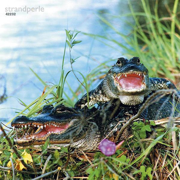 Zwei amerikanischen Alligators (Alligator Mississippiensis) im Sumpf  Everglades National Park  Florida  USA