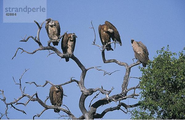 Flock der Kapgeier (Gyps Coprotheres) hocken auf Baum  Etosha National Park  Namibia