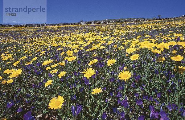 Blumen in Feld